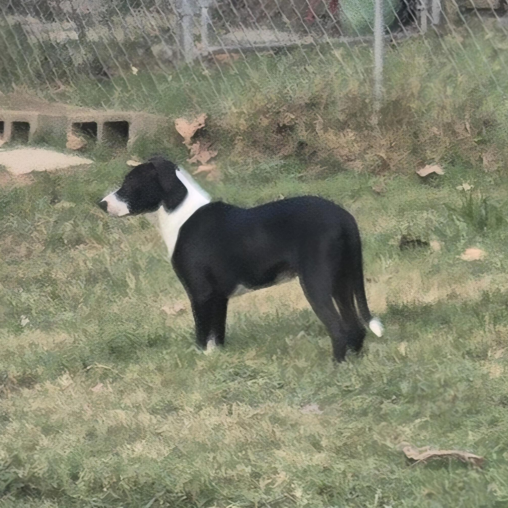 Enlarge Rudy, a Adoptable mixed breed in Medfield, MA image 2/3
