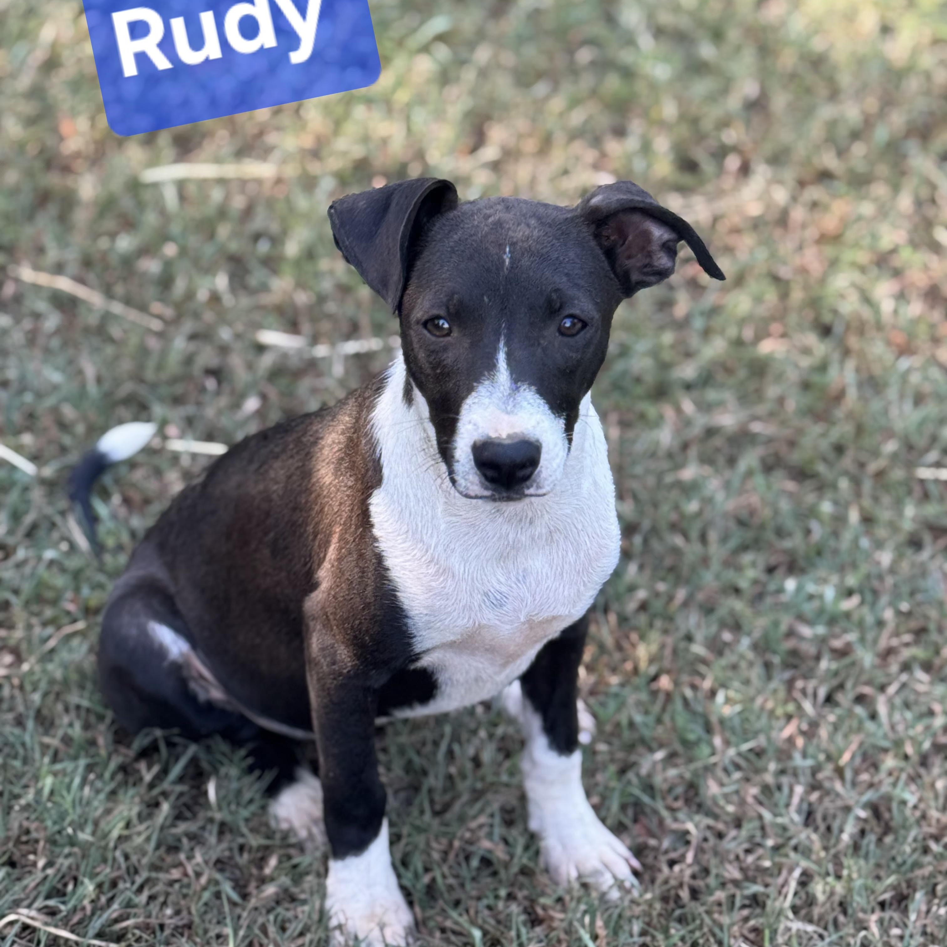 Enlarge Rudy, a Adoptable mixed breed in Medfield, MA image 1/3