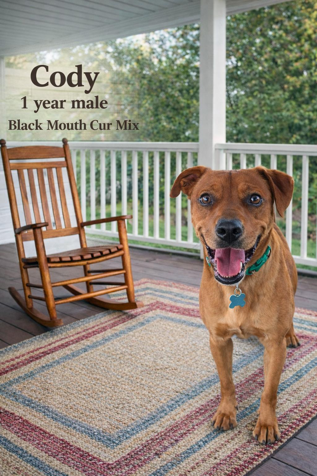 Enlarge CODY  – 1 YEAR MALE BLACK MOUTH CUR MIX, an adopted Black Mouth Cur in Mesa, AZ image 1/1