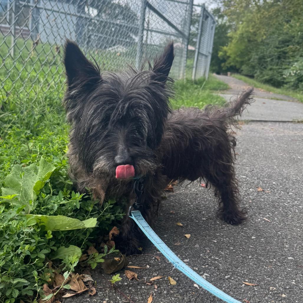Raisin, Adoptable, Senior Male Cairn Terrier.