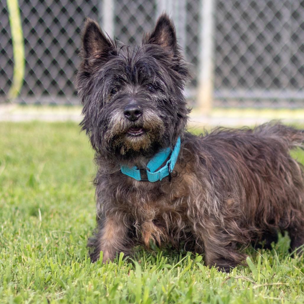 Enlarge Raisin, a Adoptable Cairn Terrier in Wilmington, DE image 2/6