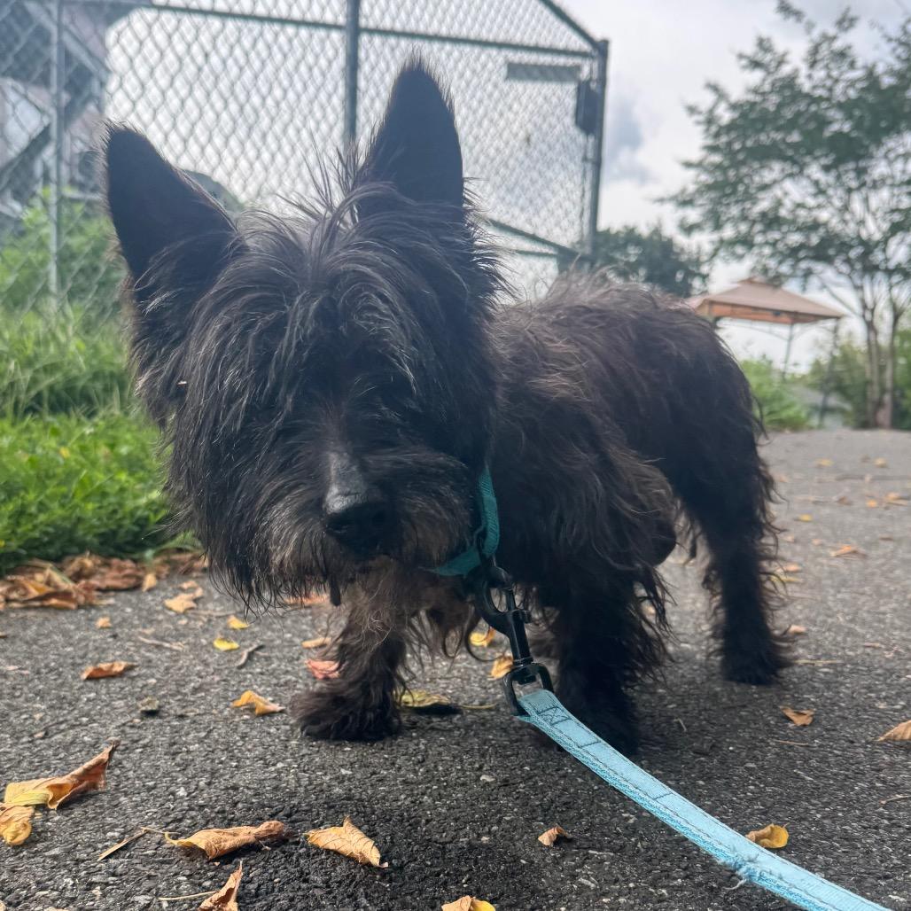 Enlarge Raisin, a Adoptable Cairn Terrier in Wilmington, DE image 5/6
