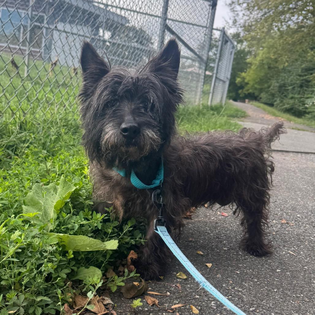Enlarge Raisin, a Adoptable Cairn Terrier in Wilmington, DE image 6/6