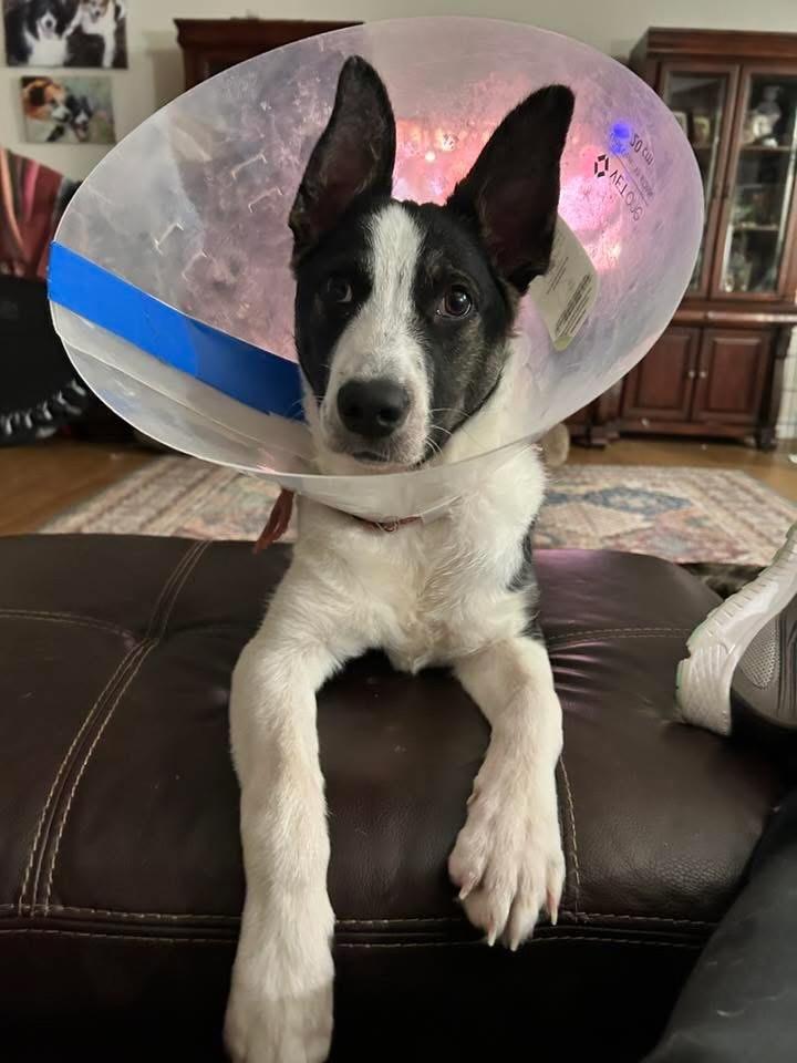 Enlarge BJ, a ADOPTABLE Border Collie in Rough And Ready, CA image 3/4