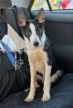 Enlarge BJ, a ADOPTABLE Border Collie in Rough And Ready, CA image 1/4