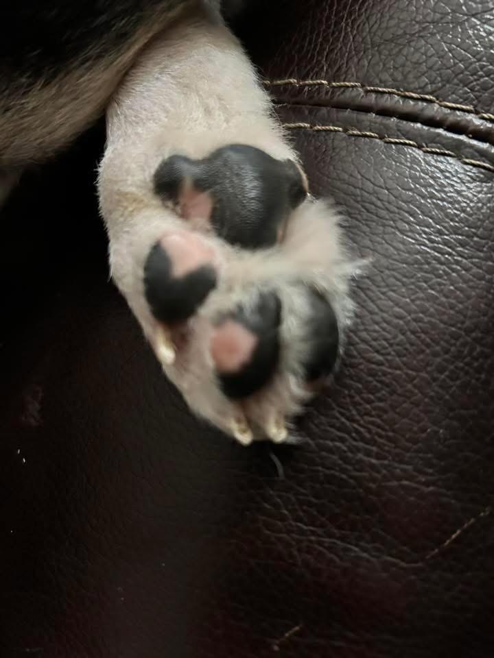 Enlarge BJ, a ADOPTABLE Border Collie in Rough And Ready, CA image 2/4