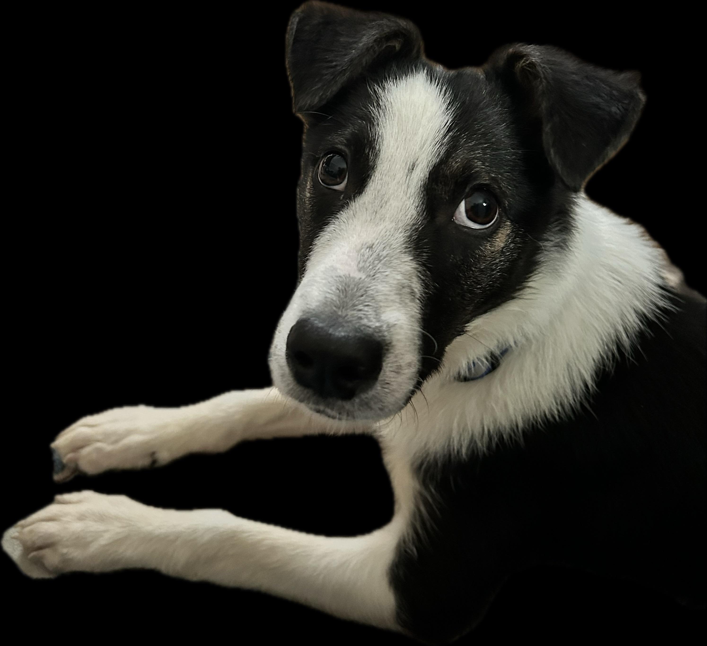 Enlarge BJ, a ADOPTABLE Border Collie in Rough And Ready, CA image 4/4