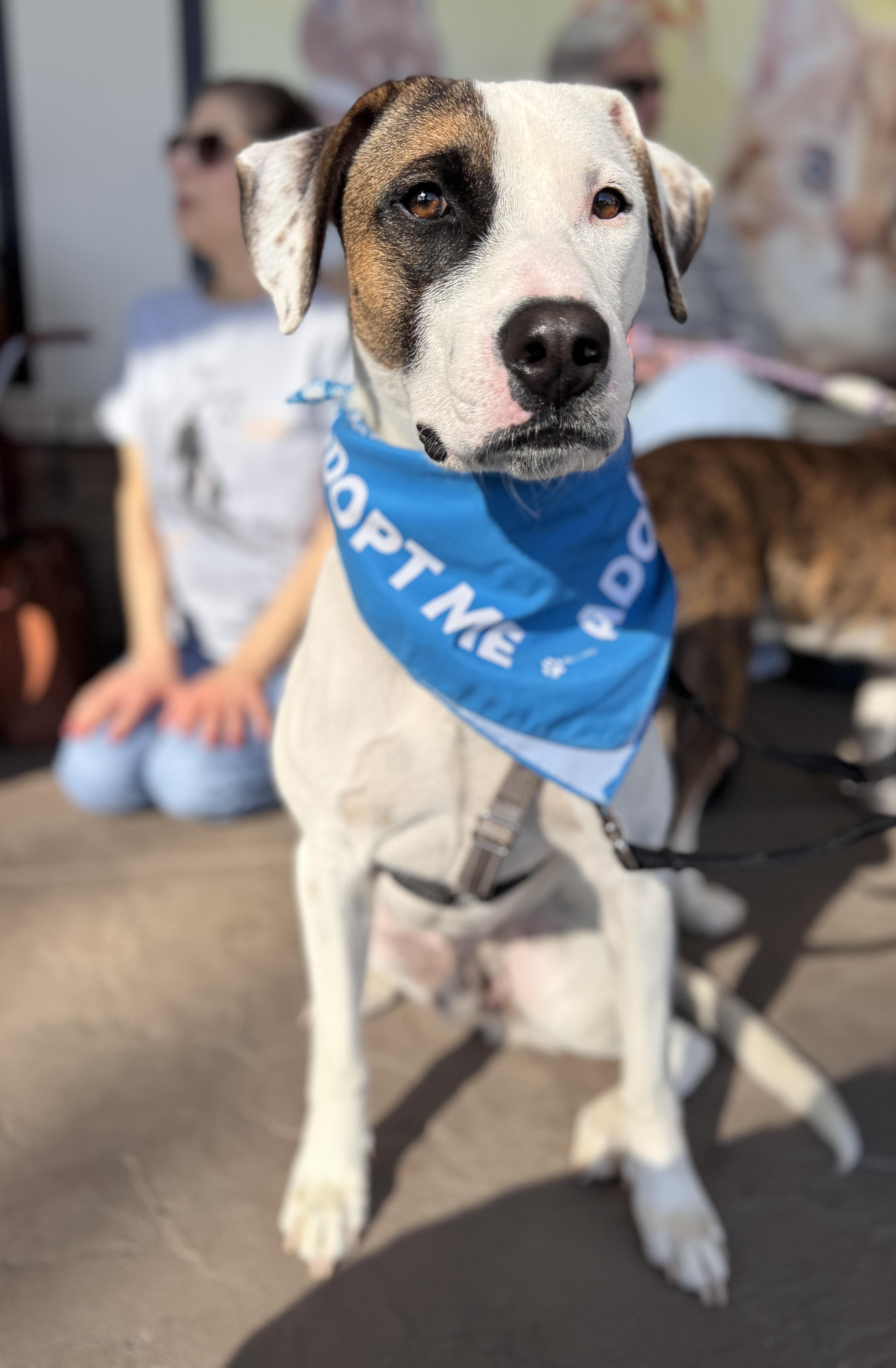 Easton, Adoptable, Young Male Mixed Breed & Beagle.