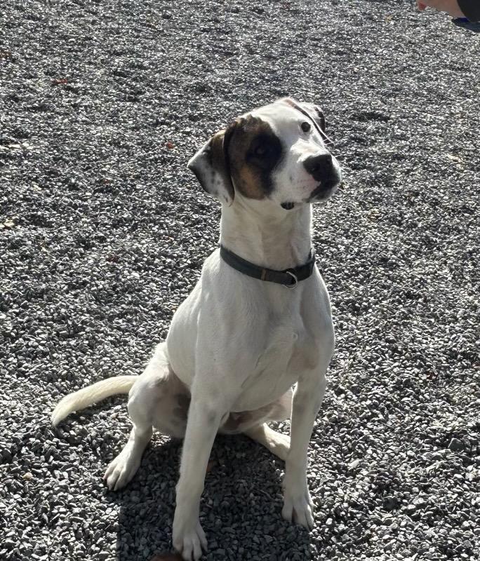 Easton, Adoptable, Young Male Mixed Breed & Beagle.