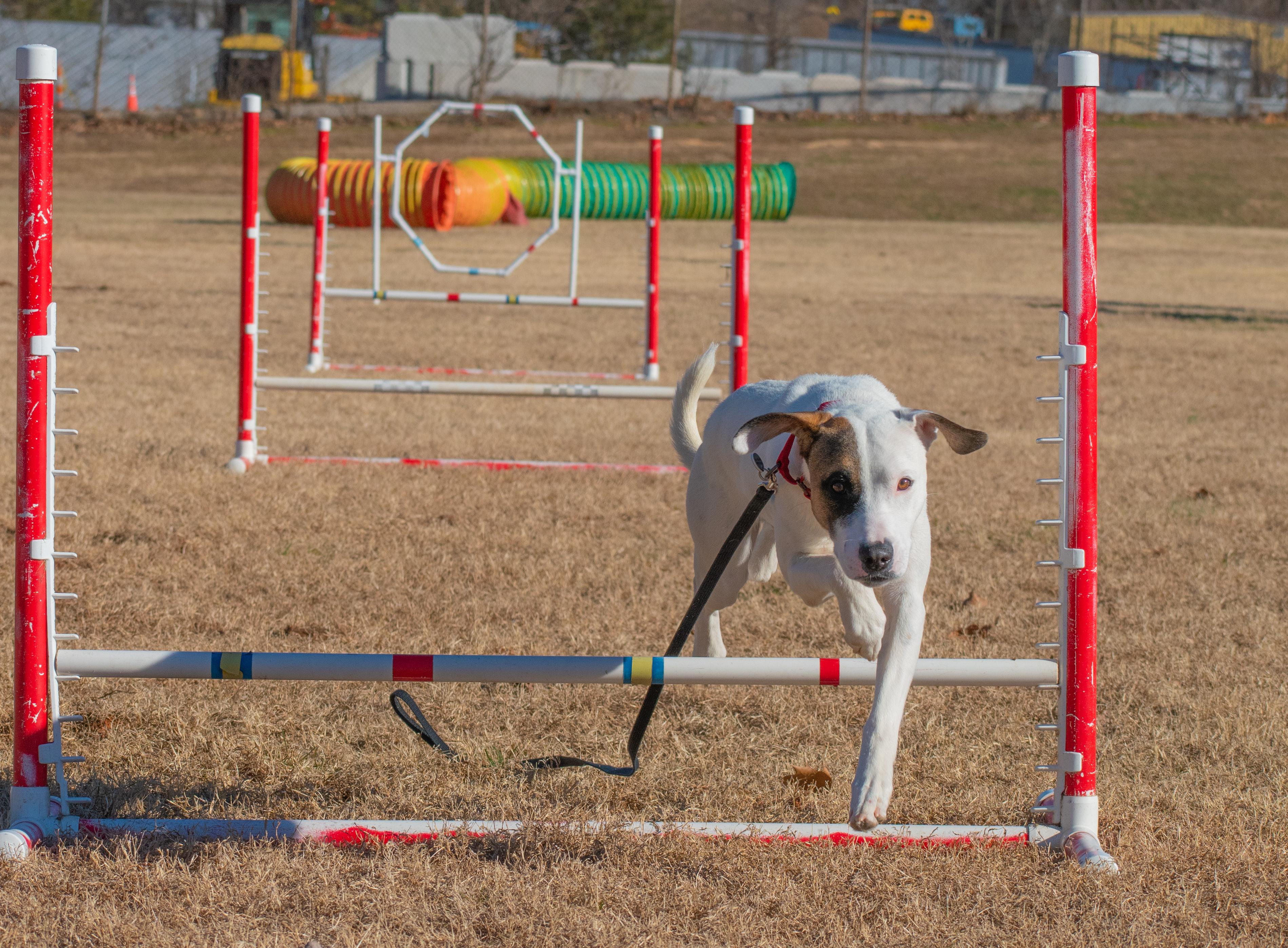 Enlarge Easton, a Adoptable mixed breed in Lewisville, NC image 3/4