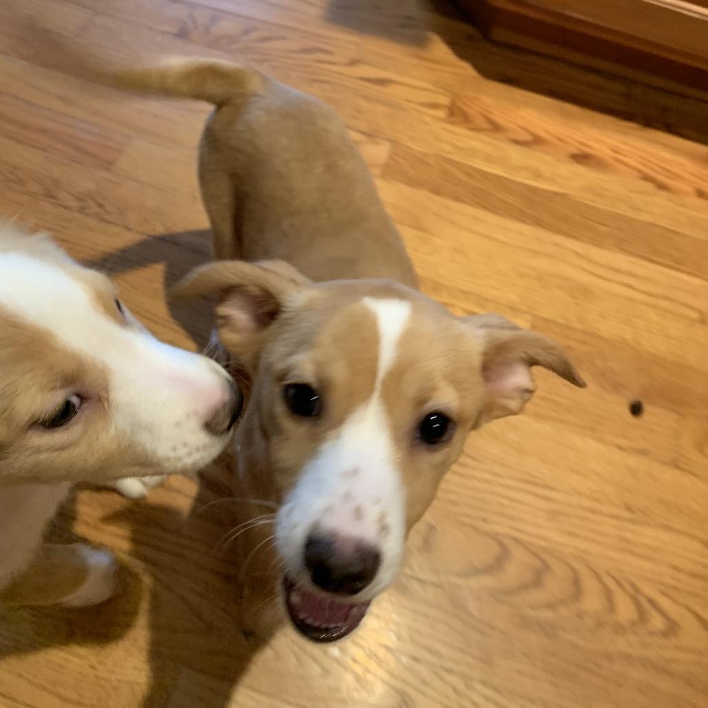 Pippa, Adoptable, Puppy Female Shetland Sheepdog / Sheltie & Chihuahua.