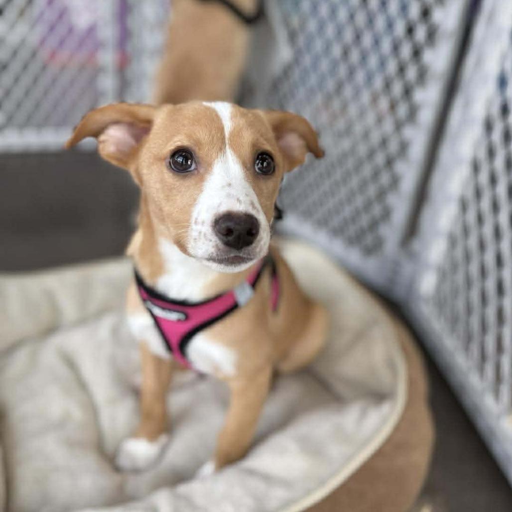 Pippa, a Adoptable mixed breed in Joliet, IL image 2/6
