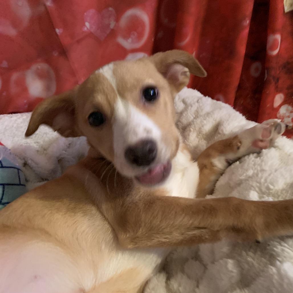 Pippa, a Adoptable mixed breed in Joliet, IL image 4/6