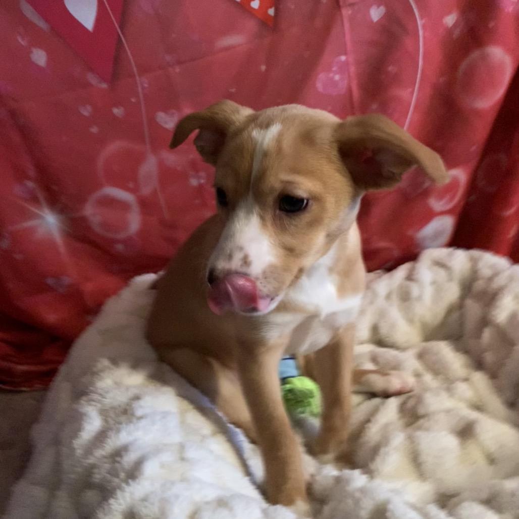 Pippa, a Adoptable mixed breed in Joliet, IL image 6/6