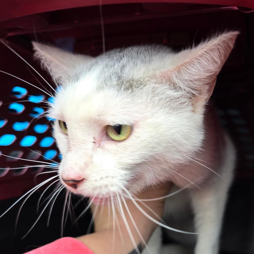 Edy, Adoptable, Adult Female Domestic Short Hair.