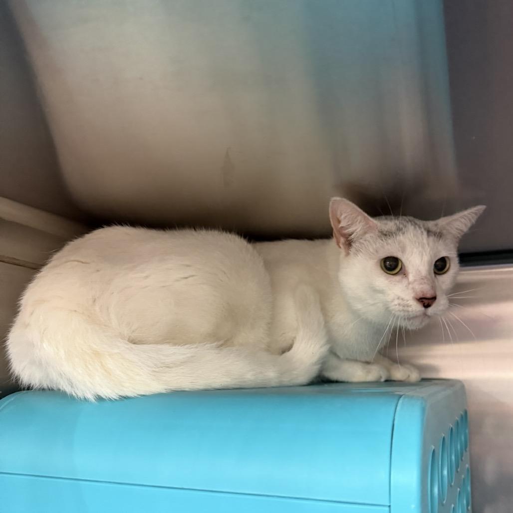 Enlarge Edy, a Adoptable Domestic Short Hair in Williston, FL image 2/2