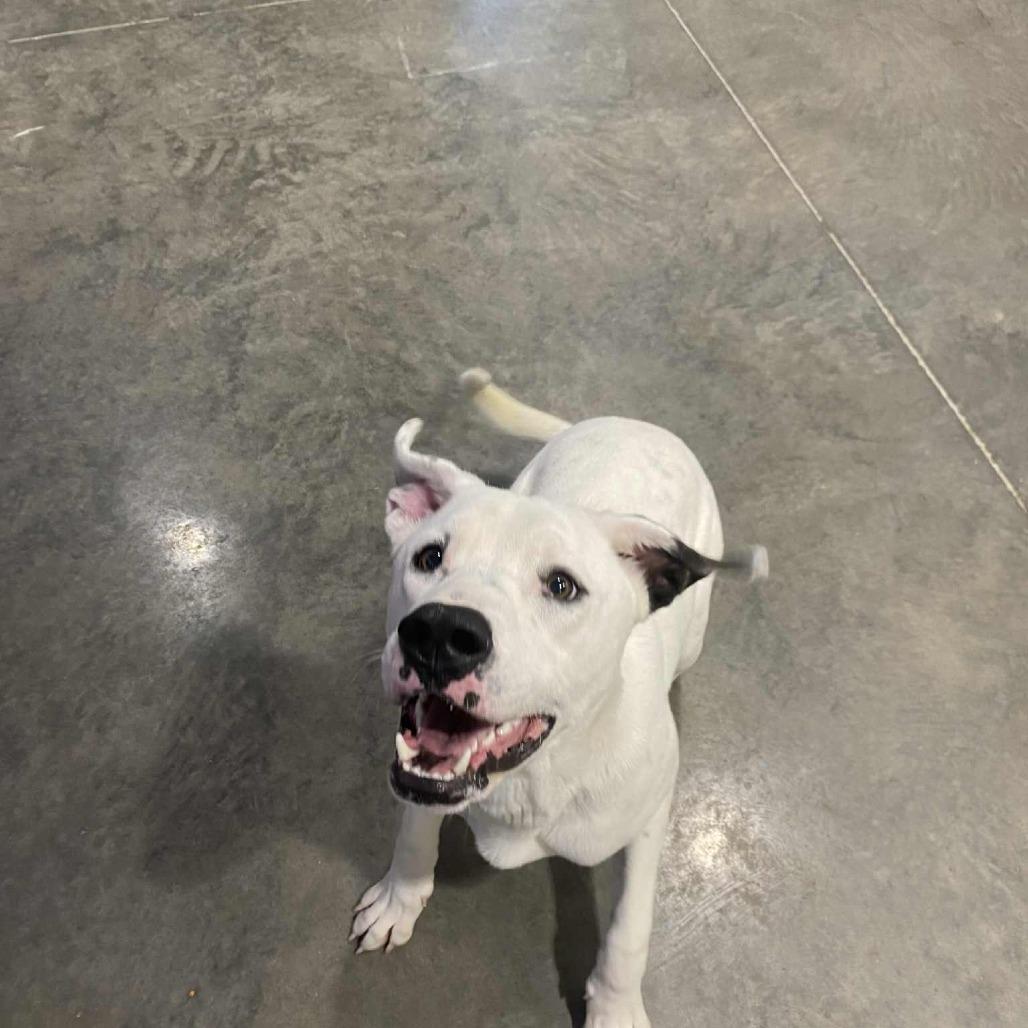 Thor, Adoptable, Young Male Dogo Argentino & Labrador Retriever.