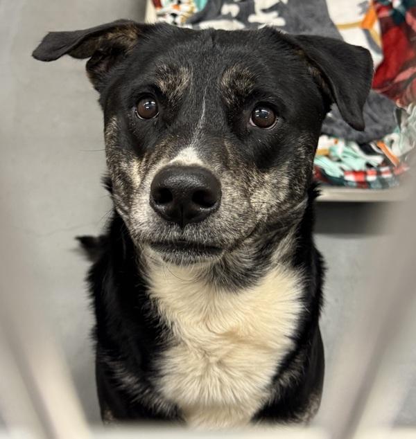 Enlarge Tacoma (mcas), a Adoptable mixed breed in Troutdale, OR image 1/1