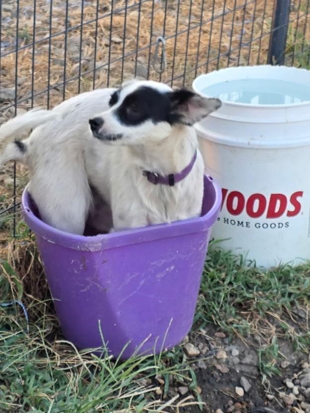 Enlarge Izzy - Aussie mix. Female, a Adoptable mixed breed in Muldrow, OK image 4/5