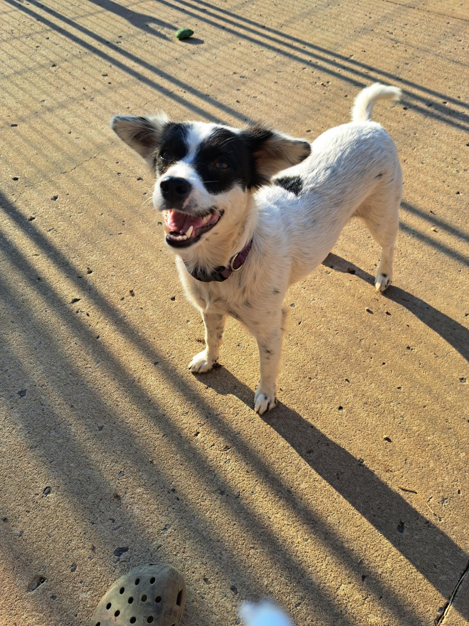 Enlarge Izzy - Aussie mix. Female, a Adoptable mixed breed in Muldrow, OK image 1/5
