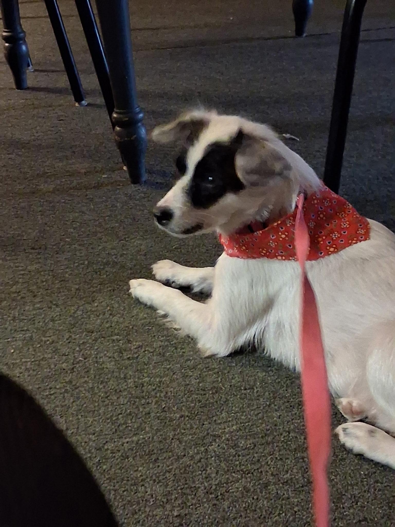 Izzy 10-12 mo. Mini Aussie mix. Female, ADOPTABLE, Puppy Female Australian Shepherd.