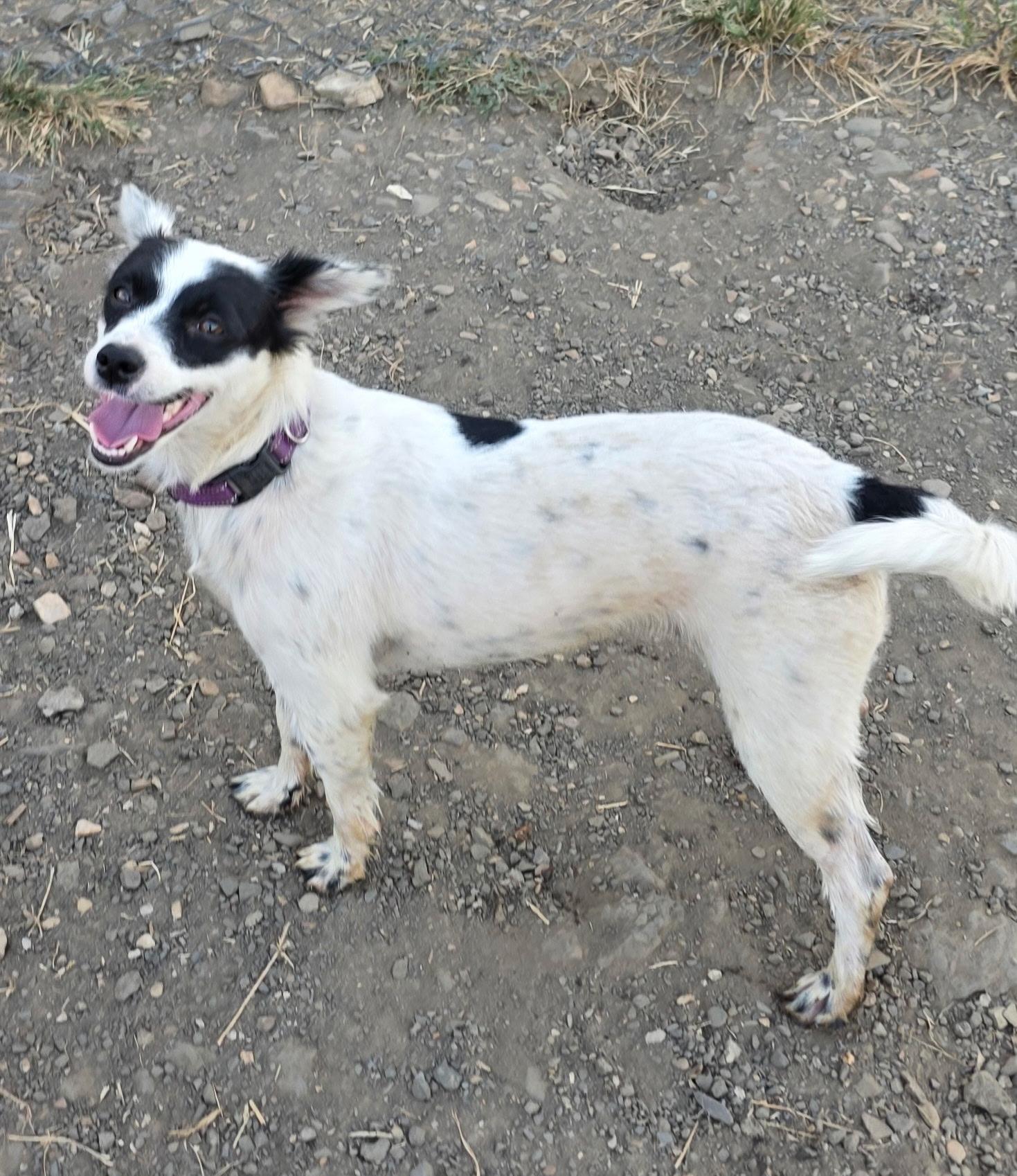 Enlarge Izzy - Aussie mix. Female, a Adoptable mixed breed in Muldrow, OK image 3/5