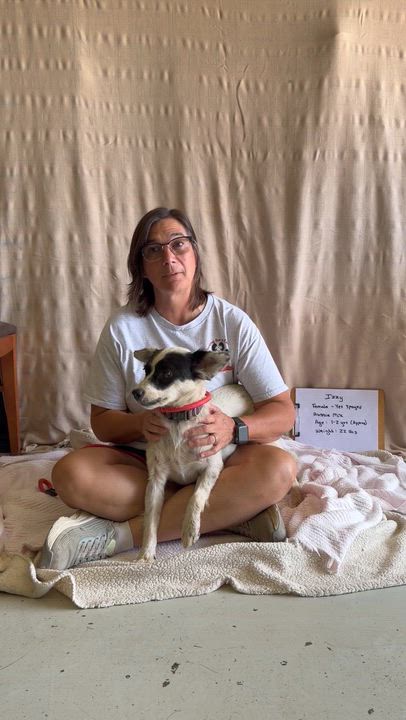 Enlarge Izzy - Aussie mix. Female, a Adoptable mixed breed in Muldrow, OK video 5/5