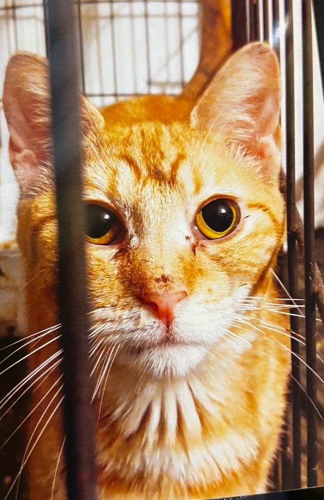 Pumpkin Spice, Adoptable, Young Female Domestic Short Hair.