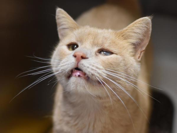 Enlarge Pretzel, a Adoptable mixed breed in Portland, OR image 1/6