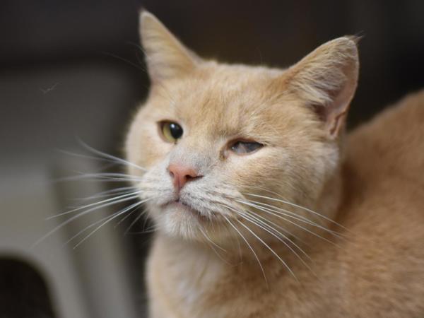 Enlarge Pretzel, a Adoptable mixed breed in Portland, OR image 2/6