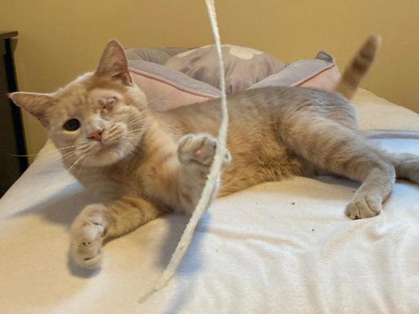 Enlarge Pretzel, a Adoptable mixed breed in Portland, OR image 3/6