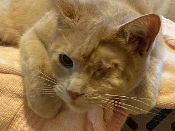 Enlarge Pretzel, a Adoptable mixed breed in Portland, OR image 4/6