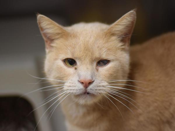 Enlarge Pretzel, a Adoptable mixed breed in Portland, OR image 5/6