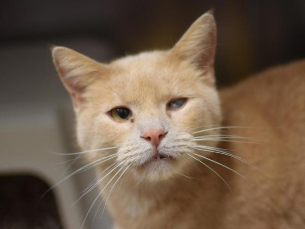 Enlarge Pretzel, a Adoptable mixed breed in Portland, OR image 6/6