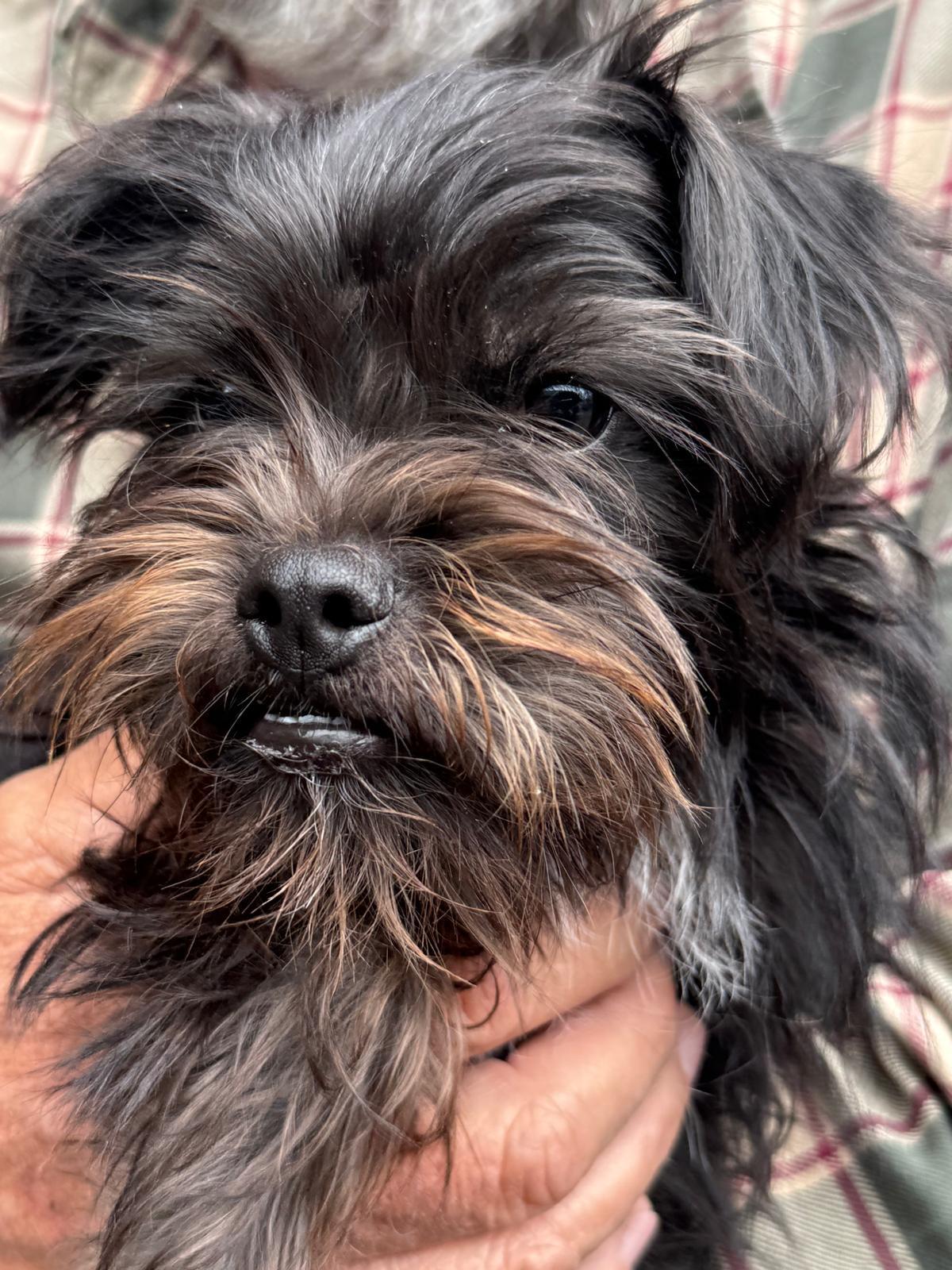 Camila, Adoptable, Puppy Female Yorkshire Terrier & Pug.