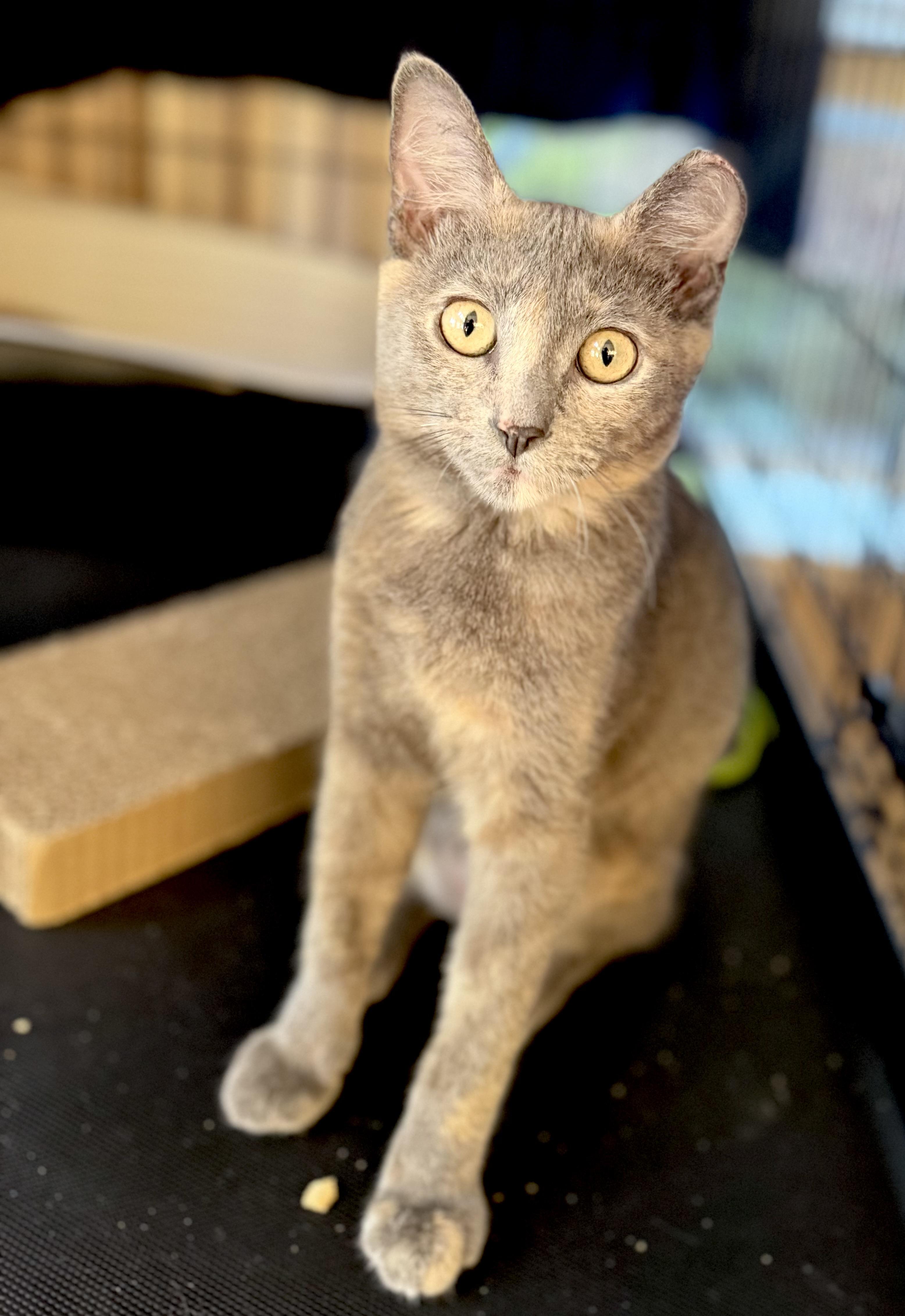 Rylee (curious / affectionate / quiet), Young Female unknown