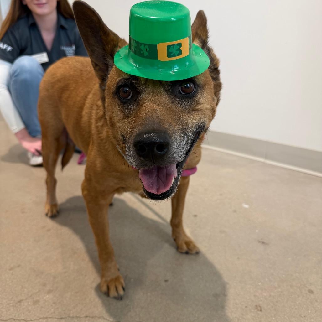 Chloe, Adoptable, Senior Female Mixed Breed.