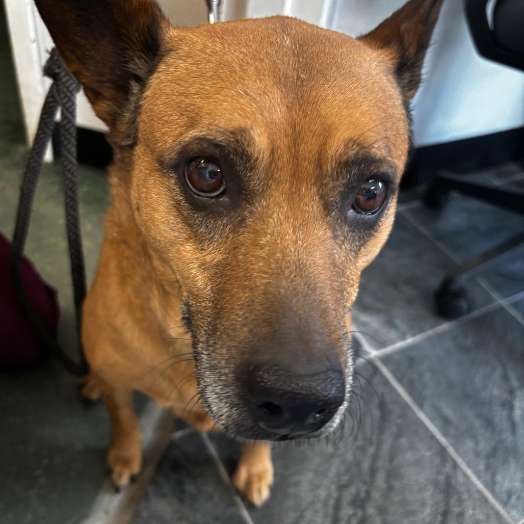 Enlarge Chloe, a Adoptable Mixed Breed in Clearwater, FL image 2/2