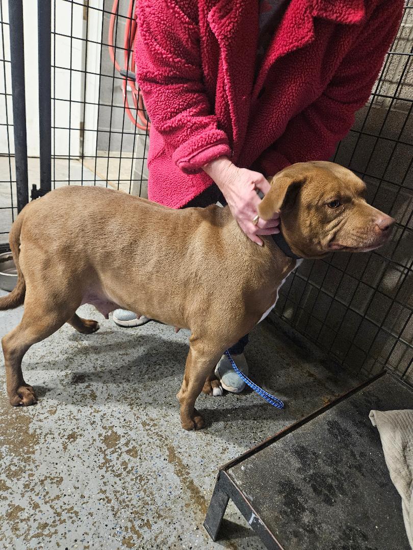 Enlarge Harley, a ADOPTABLE Pit Bull Terrier in Norton, KS image 3/4