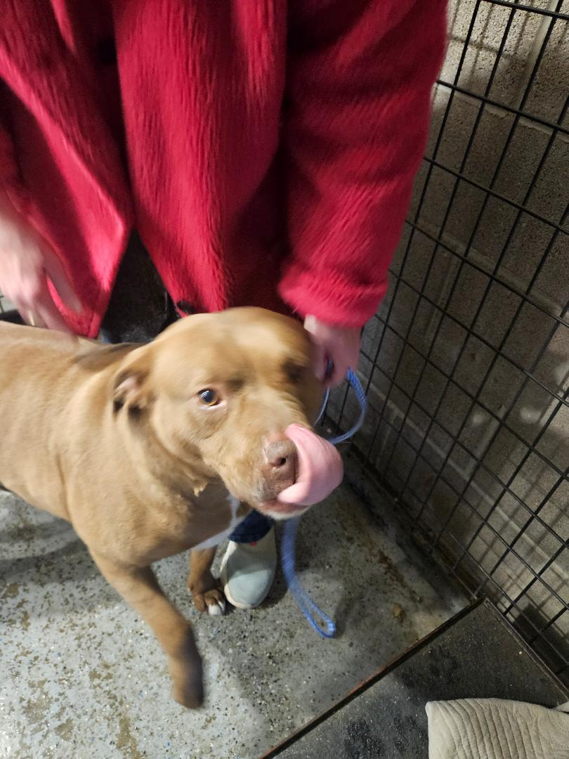 Harley, ADOPTABLE, Adult Female Pit Bull Terrier.