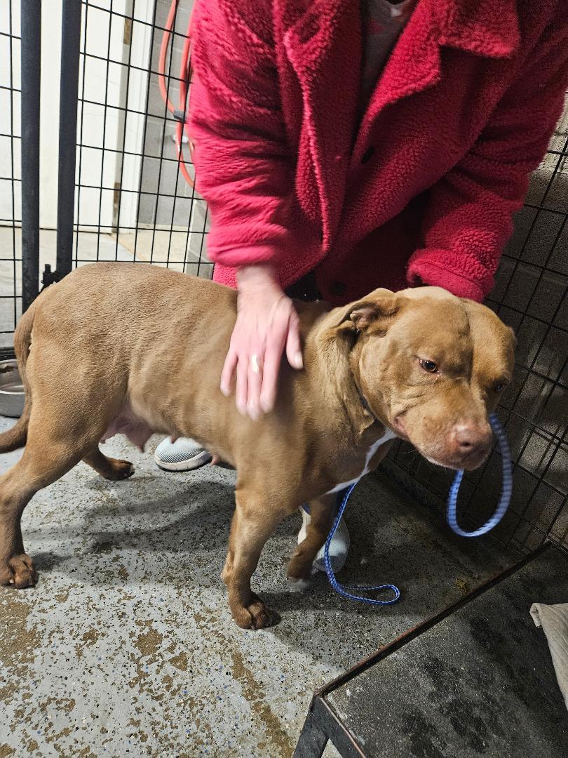 Enlarge Harley, a ADOPTABLE Pit Bull Terrier in Norton, KS image 2/4
