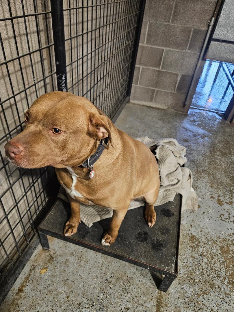 Enlarge Harley, a ADOPTABLE Pit Bull Terrier in Norton, KS image 4/4