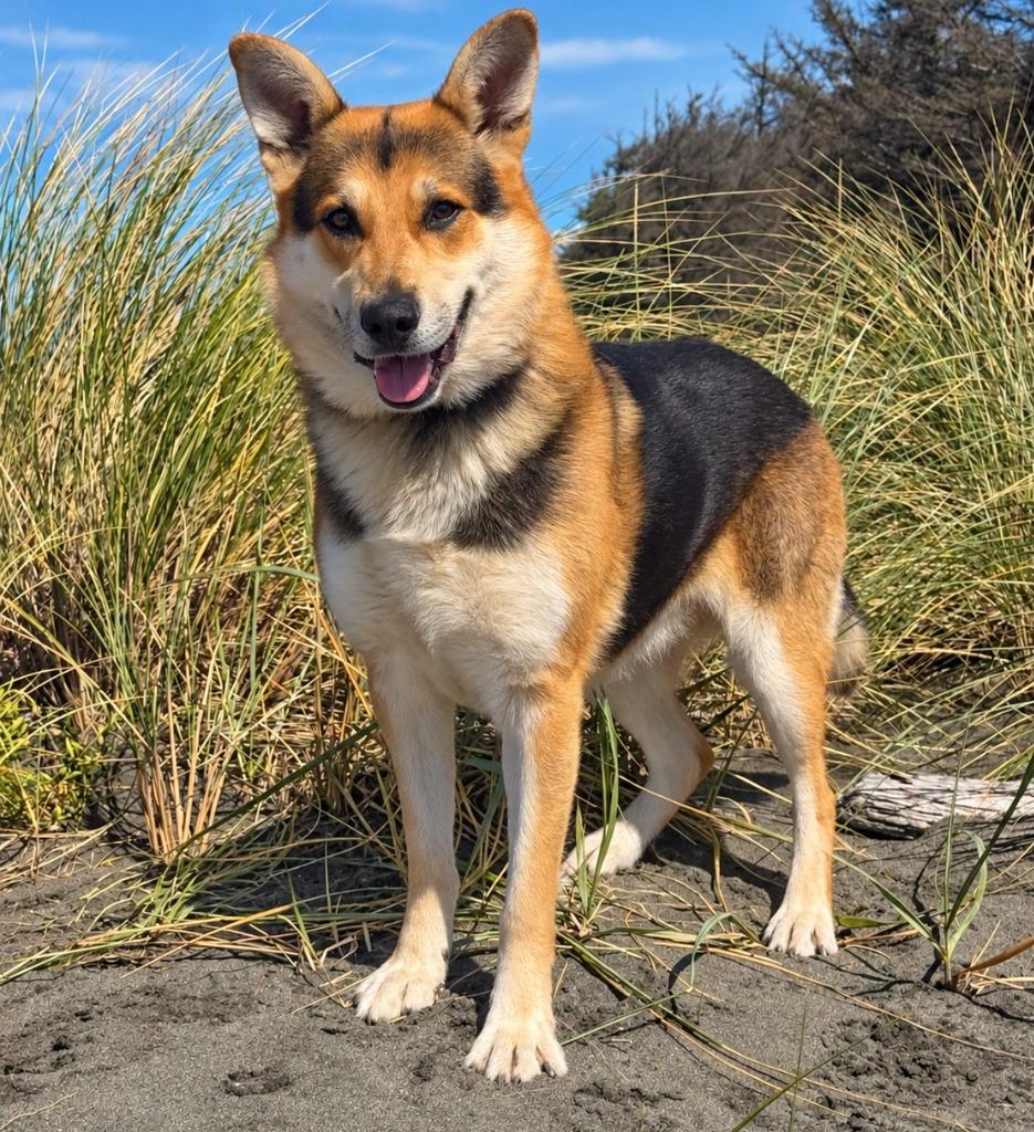 Sebastian, Adoptable, Adult Male Shepherd & Husky.