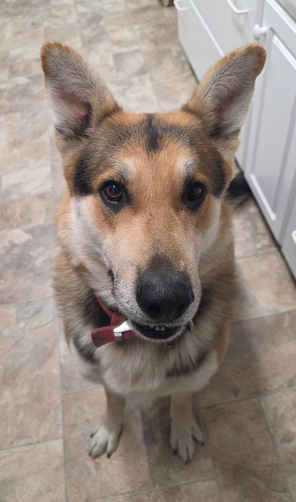 Enlarge Sebastian, a Adoptable mixed breed in Gold Beach, OR image 2/2