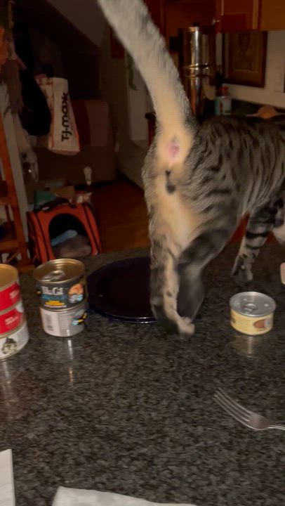 Enlarge luca, a Adoptable mixed breed in Jamaica Plain, MA video 4/6
