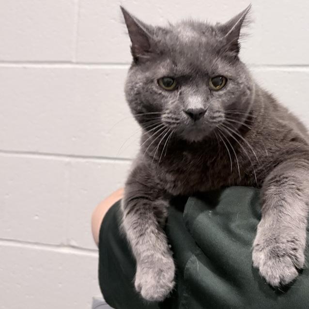 Smokey, an adoptable mixed breed in Columbus, IN image 2/2