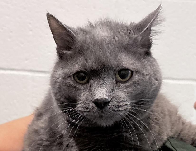 Smokey, an adoptable mixed breed in Columbus, IN image 1/2