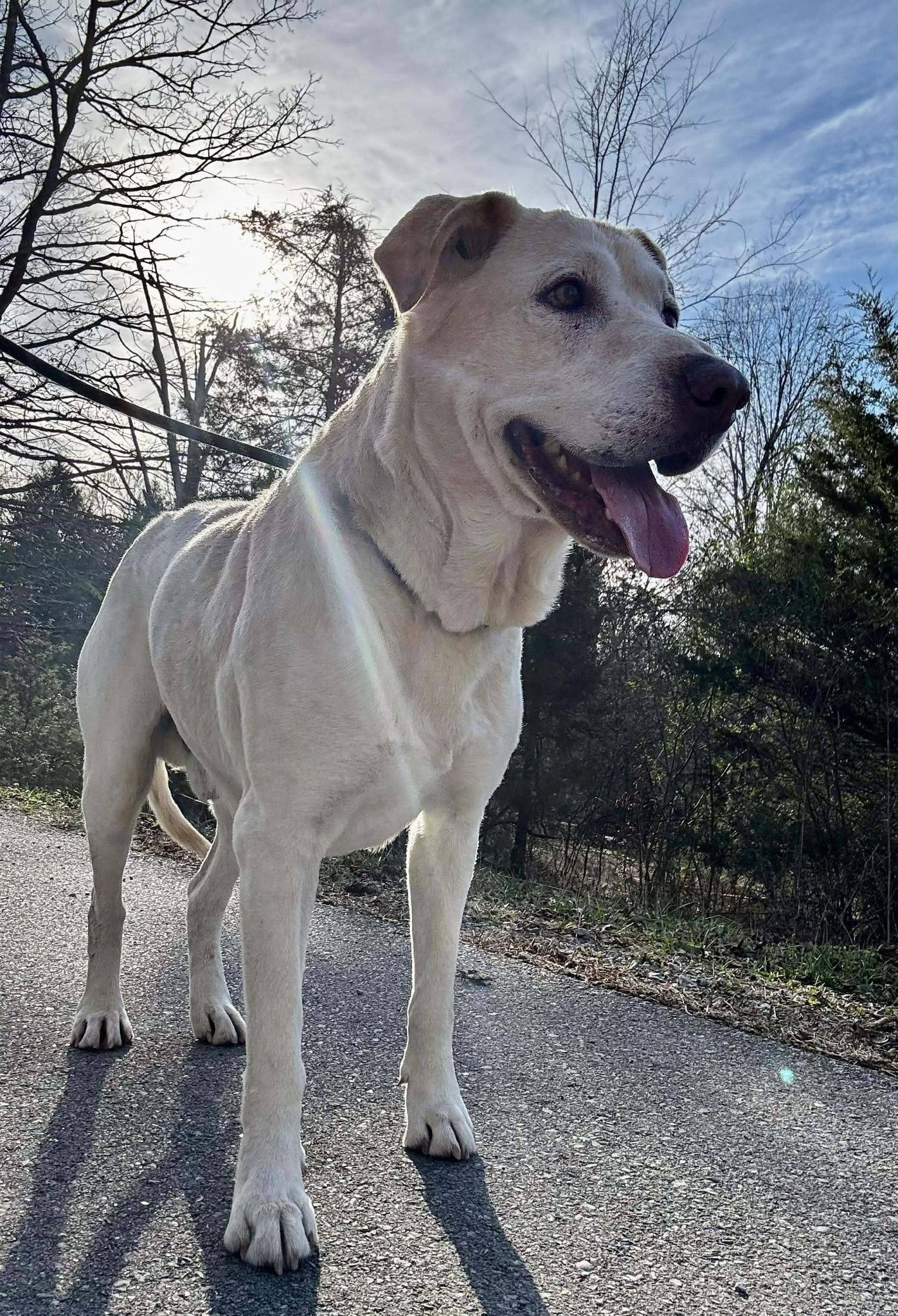 HOBO, ADOPTABLE, Senior Male Labrador Retriever.