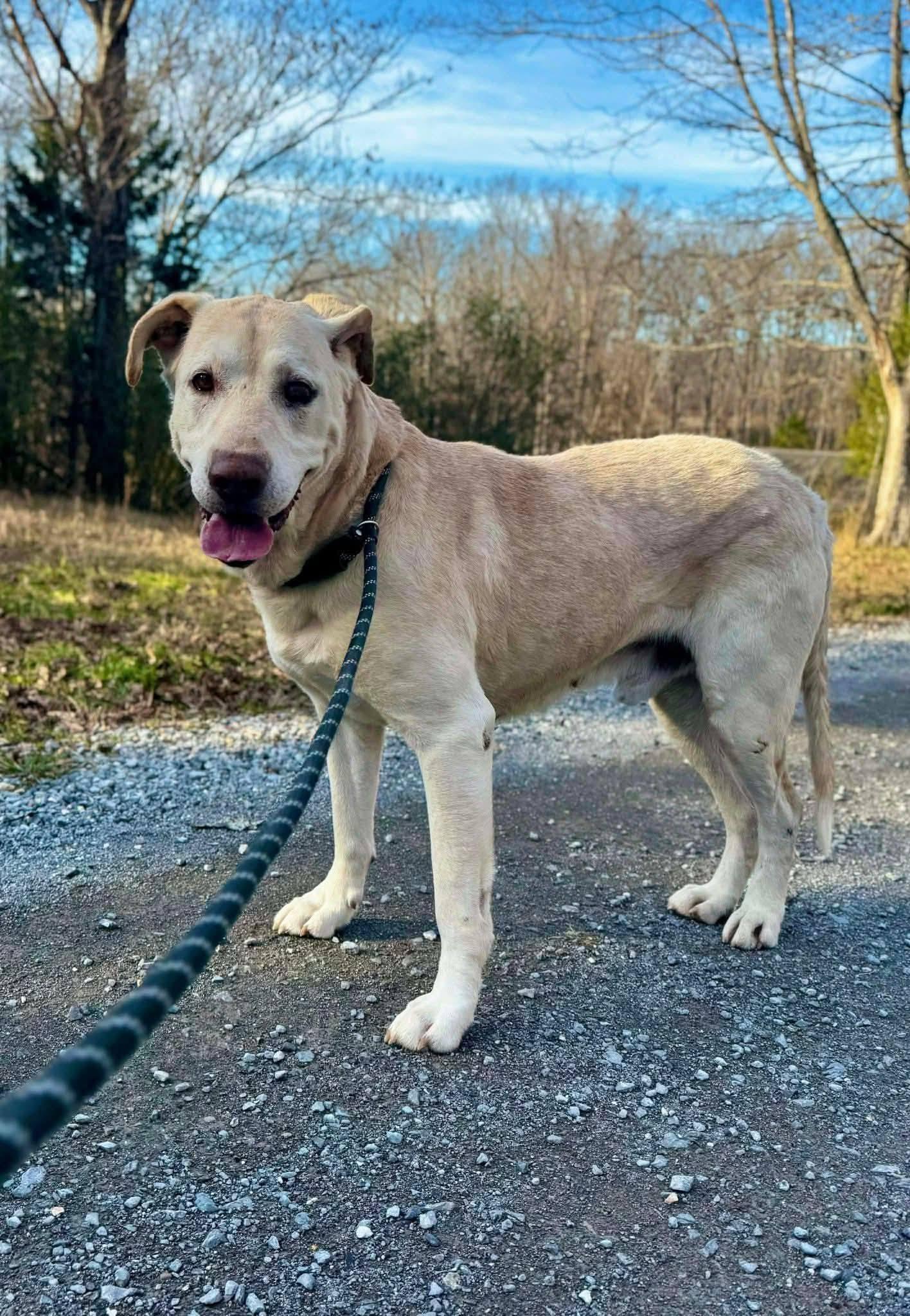 Enlarge HOBO, a ADOPTABLE mixed breed in Waverly, TN image 1/3