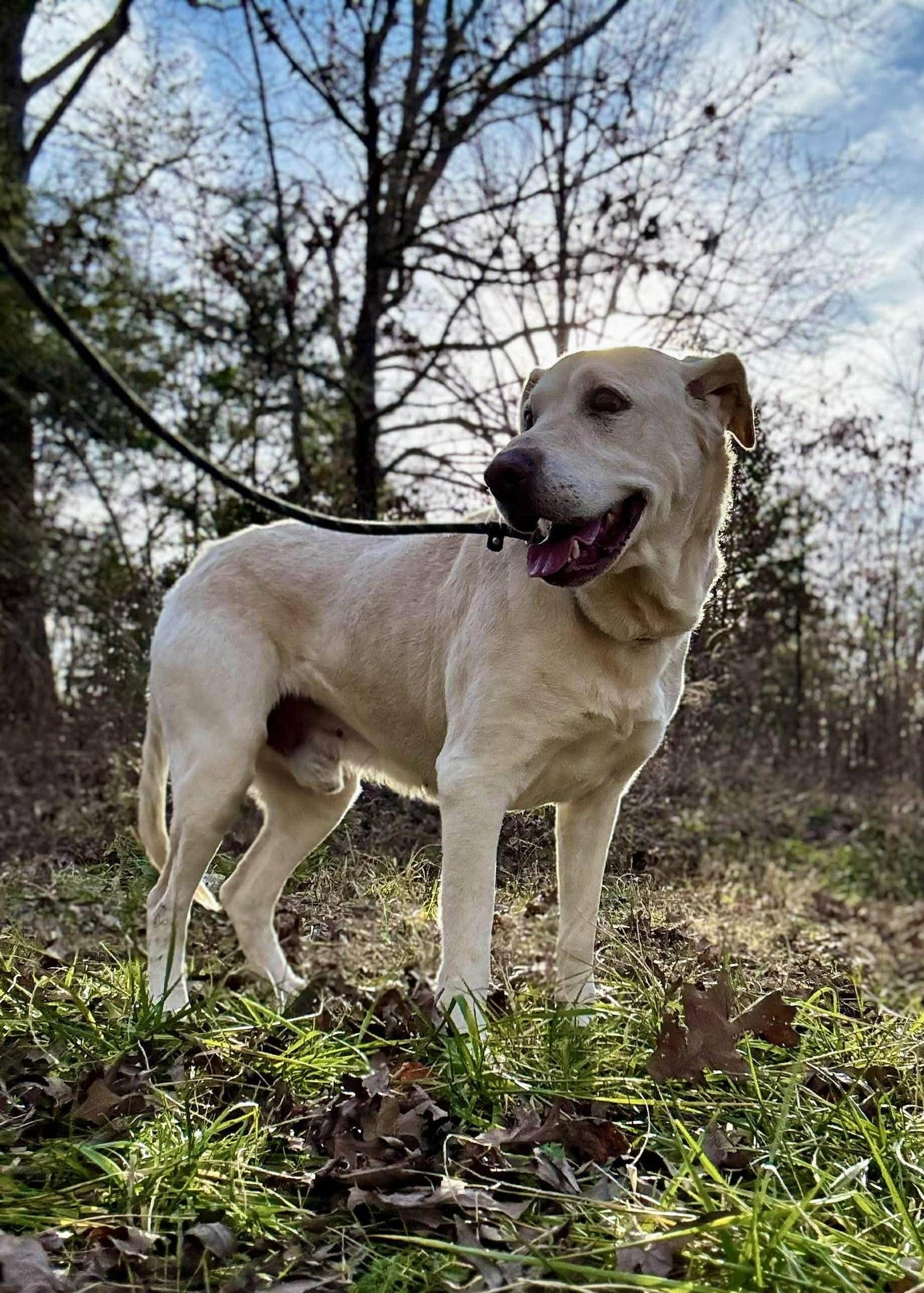 Enlarge HOBO, a ADOPTABLE mixed breed in Waverly, TN image 3/3